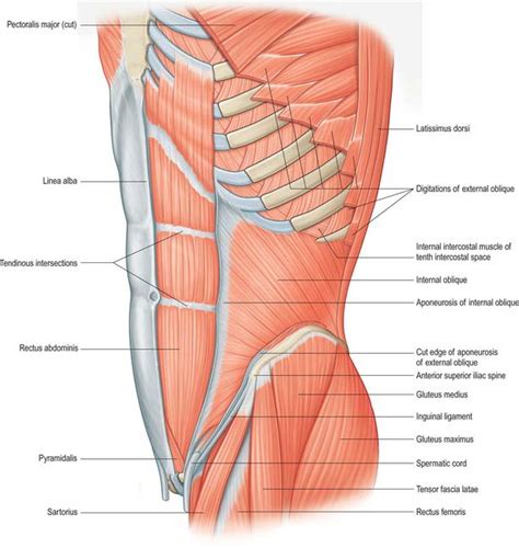 Abdominal Muscle Anatomy Male Muscles Of The Anterior Abdominal Wall Images And Photos Finder