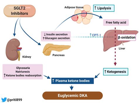 Pathophysiology Of Diabetic Ketoacidosis Diabetic Ketoacidosis Dka
