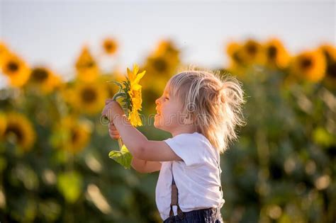Little Toddler Boy Child In Sunflower Field Playing With Big Flower