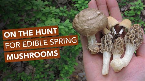 On The Hunt For Wild Edible Spring Mushrooms Youtube