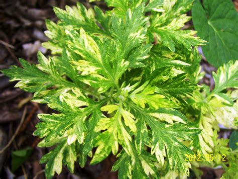 The texas native sports bright red flowers from may through november, attracting hummingbirds and butterflies throughout the season. variegated wormwood - hardy, native North Texas perennial ...