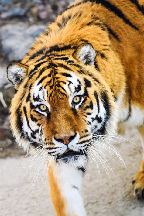 Beautiful Amur Tiger Stock Photo Image Of Beauty Wild 156020986