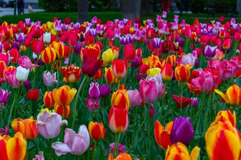 Papel De Parede Colorida Flores Jardim Grama Tulipas Campo