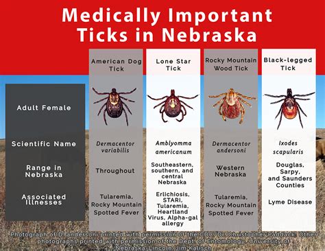 Michigan Tick Identification Chart