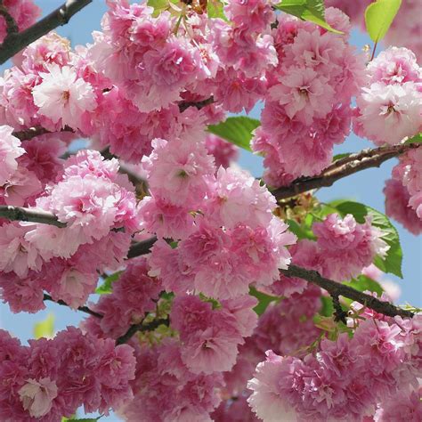 Prunus Serrulata Pink Perfektion Photograph By Bildagentur Online