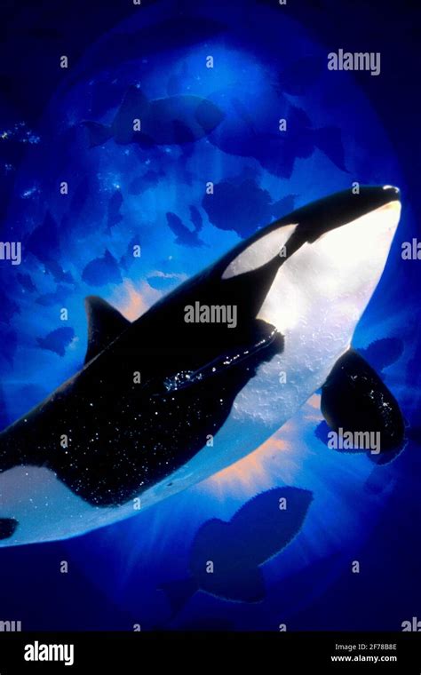 1990s Computer Composite Of Killer Whale Orcinus Orca Or Orca Apex