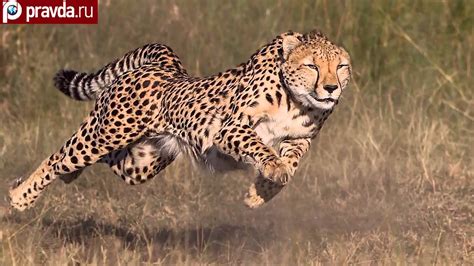 Cheetah Running Wallpaper Wallpapersafari