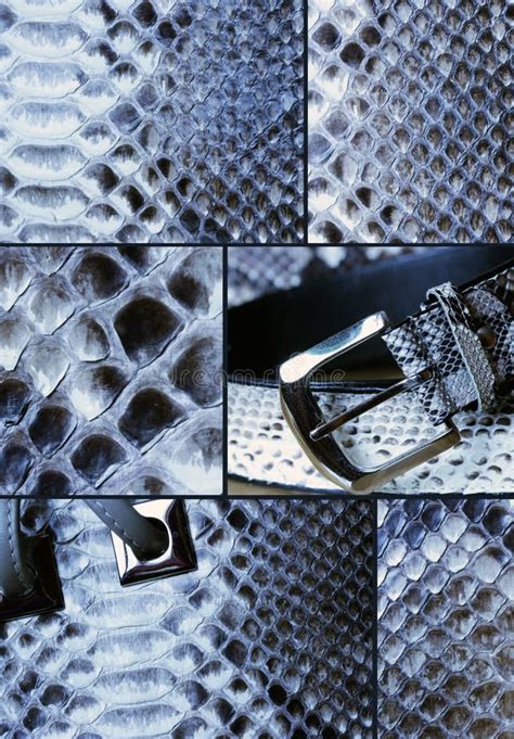 Collage With Snake Skin Stock Image Image Of Pattern 28757937
