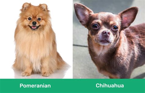 Pomeranian Vs Chihuahua Notable Differences And Similarities Pet Keen