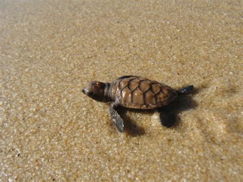 Rare Endangered Hawkbill Sea Turtle Hatchling Heading Towards The Ocean