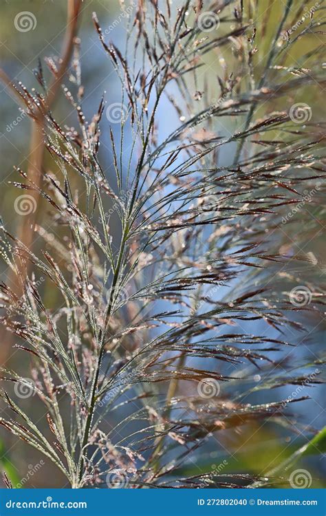 A Reed Panicle Covered With Dew In The Rays Of The Morning Sun Stock