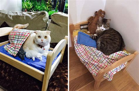 Cat Owners In Japan Turn Ikea Doll Beds Into Adorable Cat Beds