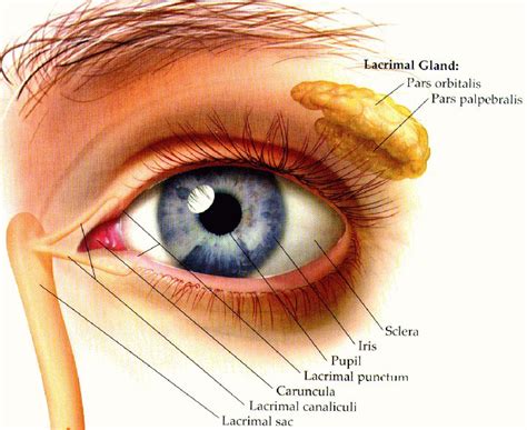 Lacrimal Gland Diagram The Eye Si Gh T