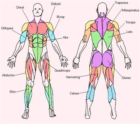 Anatomical diagram showing a front view of muscles in the human body. Very Simple Muscle Chart for people like me who haven't ...