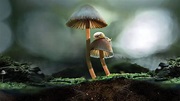 Watch Fantastic Fungi | Netflix