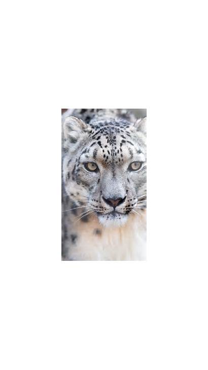 Leopard Snow 4k Wallpapers Iphone Ipad 1080