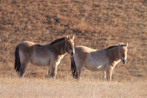 Hustai National Park Home Of The Takhi Wild Horses Of Mongolia