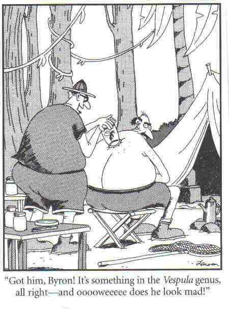 Pin By Jen Pate On Insect Cartoons Far Side Comics The Far Side Far