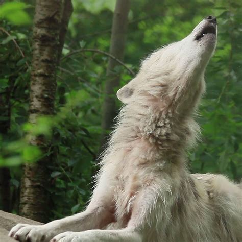 Wolf Conservation Center Howling With The Storm