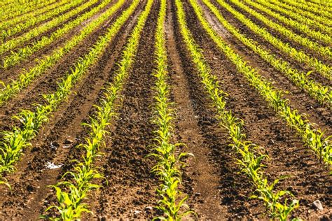 Organically Cultivated Corn In A Field Stock Image Image Of Scenic