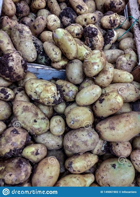 Potato Tuber Stock Photo Image Of Plants Edible Food 149061902