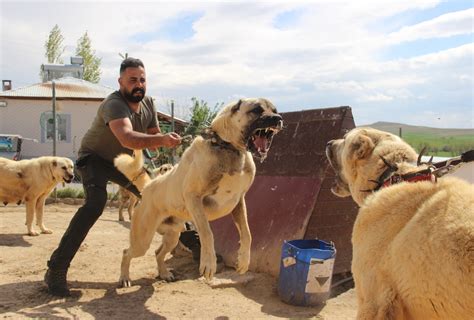 Dünyaca ünlü Kangal Köpekleri O Ildeki Cezaevlerini Koruyacak Sivas