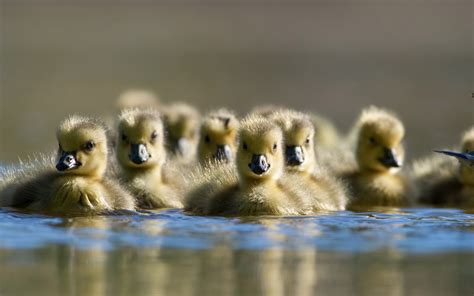 Download Wallpapers Ducklings Bokeh Little Ducks Lake Flock Of