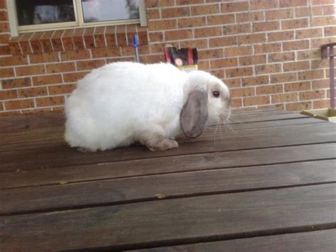 For Sale Seal Point Mini Lop Rabbits Perfect Breeding Pair