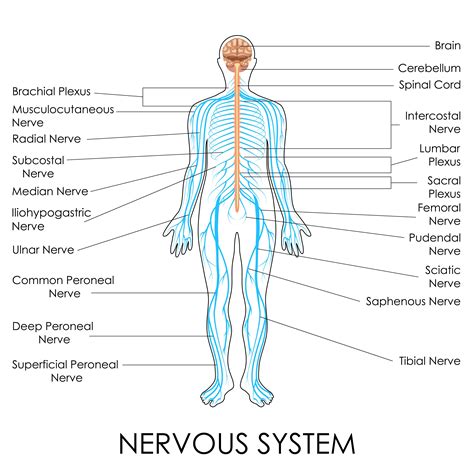 Nerves Of The Body Human Anatomy Diagram Nervous System Function