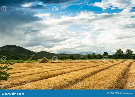 Agricultural Fields Countryside Landscape Stock Photo Image Of Plant