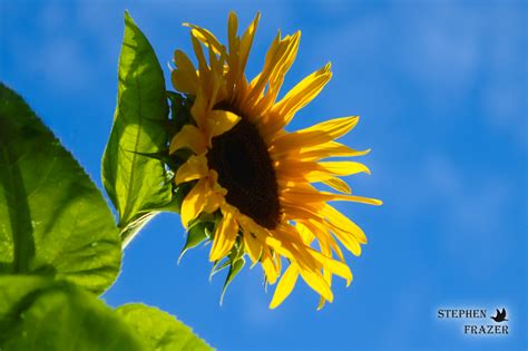 Maybe you haven't hit oversplit territory yet, or you're still struggling with a stiff lower back in your bridge, or you feel frustrated that you don't look like the rhythmic gymnast. Opportunity: PPT #73 - "Joyful, Joyful, We Adore Thee ...