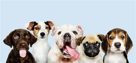 San mateo puppies meetup group. 18 Best Hypoallergenic Dog Breeds | Reader's Digest Canada