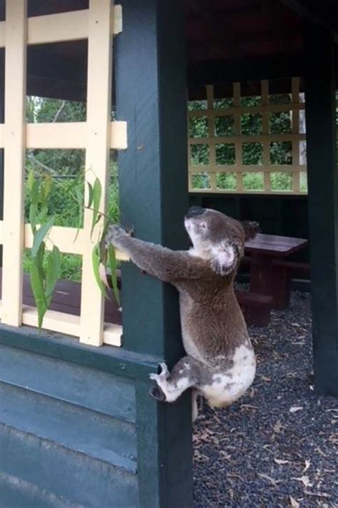 To elaborate on the pace of crypto adoption, in july 2020, the. Outrage after koala found screwed to a pole in Australia
