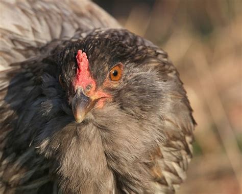 6 top chicken breeds for small spaces homesteading where you are