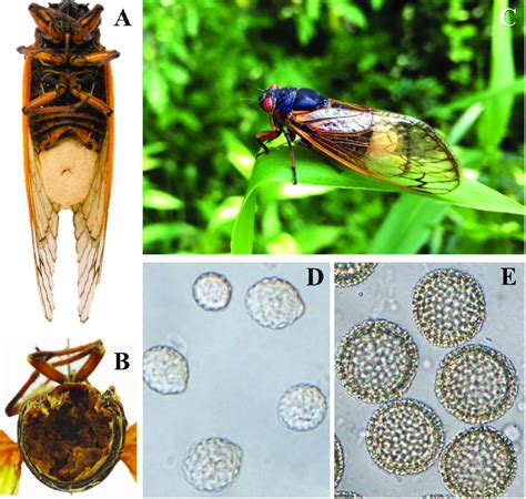 Photographs Of Massospora Cicadina Infected Pharaoh Cicadas Magicicada