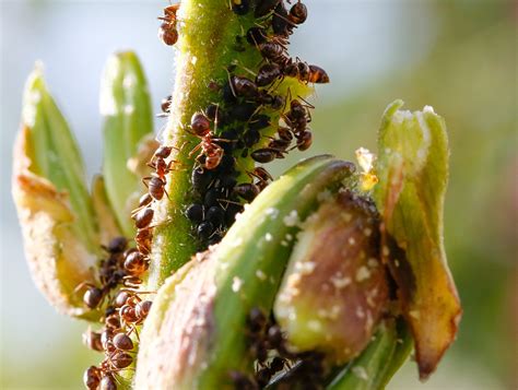 Ants Aphids Animals Palm Free Photo On Pixabay Pixabay