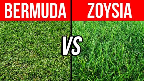Bermuda Vs Zoysia Pros Cons And Tips To Help You Choose The Best Grass For Your Lawn Youtube