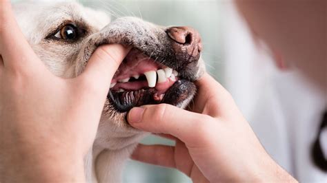 What Does It Mean When Your Dog Has Black Gums Uncovering The Mystery
