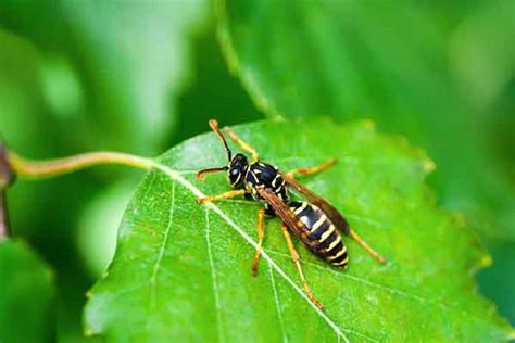 Stinging Insects In Florida Identification Control And Treatment