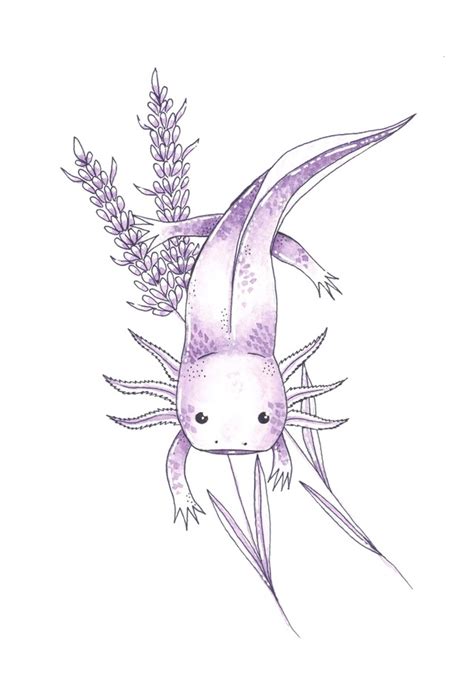 The Best Free Axolotl Drawing Images Download From 55 Free Drawings Of