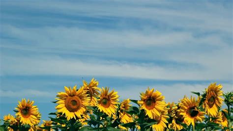 Image Result For Sunflower Aesthetic Sunflower Fields