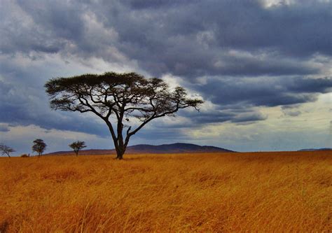 Exploring Tanzania The Land Of Natural Wonders London Travel Clinic
