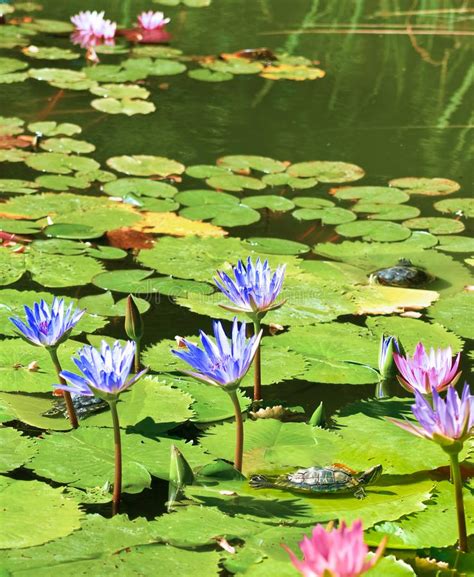 Lotus Flower On The Water Stock Photo Image Of Bloom