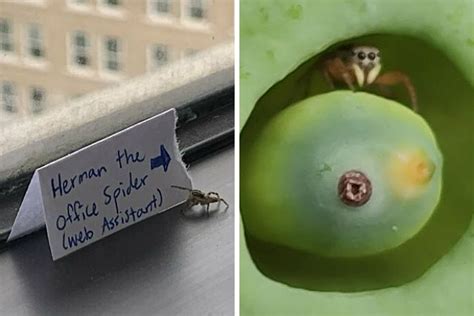 35 Of The Most Charming And Cute Spider Pics The Internet Has To Offer Bored Panda