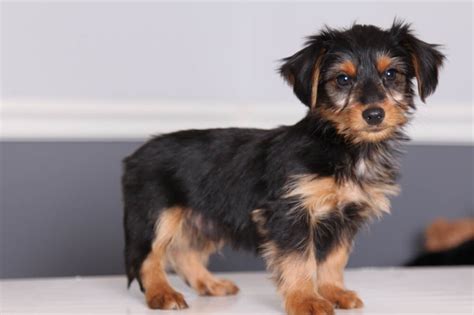 Top 10 Unreal Yorkshire Terrier Cross Breeds You Have To Never Seen