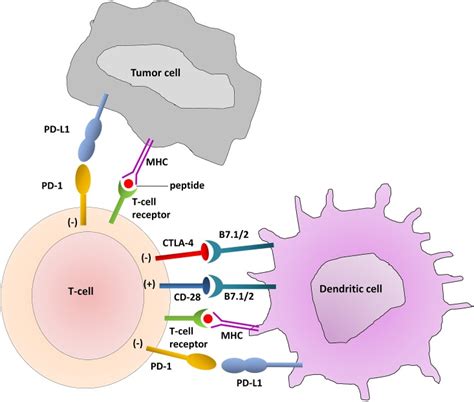 The Immune Checkpoints CTLA 4 And PD 1 PD L1 Are Highlighted In The