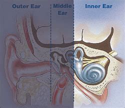 Bony labyrinth and membranous labyrinth, which in turn are composed of canals and sacs. The Inner Ear