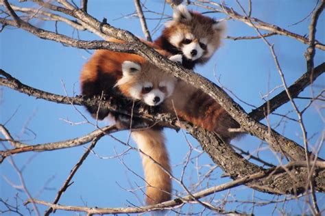 Red Pandas And Sloth Bears Wildlife Photography India