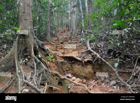Erosion On A Tropical Rainforest Hill Trail Stock Photo Alamy