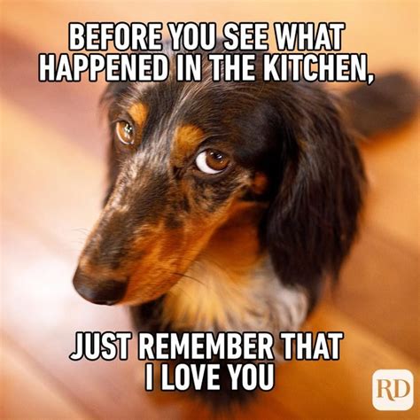 57 Hilarious Dog Memes Youll Laugh At Every Time